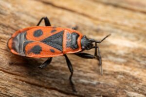 Bedbug Extermination