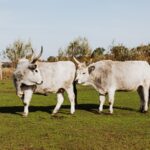 supplier of livestock feed