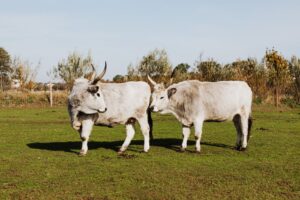 supplier of livestock feed