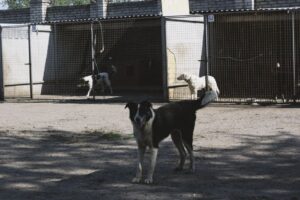pet boarding facility