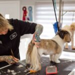 peluquería canina cerca