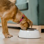 raw dog food delivery