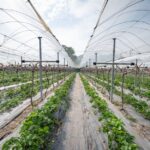 vertical farming technology