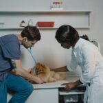 clínica veterinaria reserva