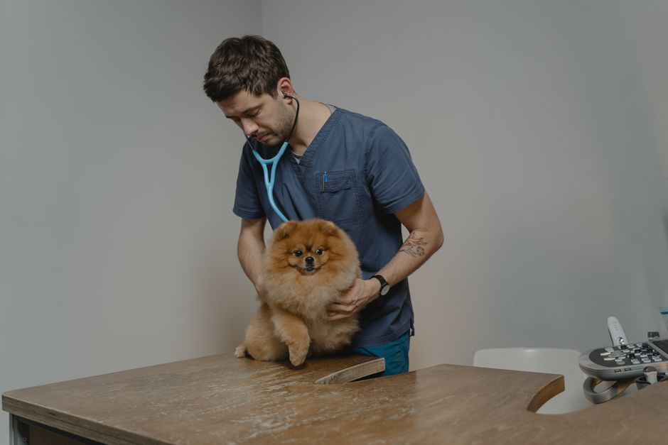 clínica veterinaria reserva