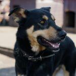 犬の保育園