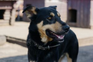犬の保育園